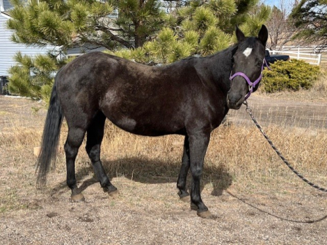 HorseID: 2310440 DRAWN N CHARCOAL - PhotoID: 1095092