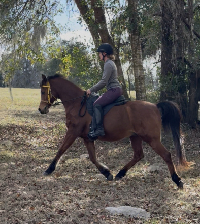 HorseID: 2310441 G Viktor G - PhotoID: 1095098