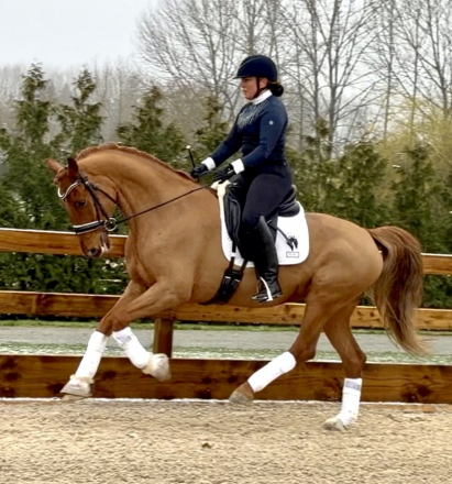 HorseID: 2310442 Jagerbomb - PhotoID: 1095094