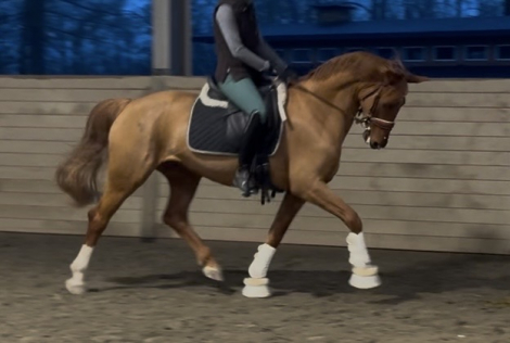 HorseID: 2310442 Jagerbomb - PhotoID: 1095096