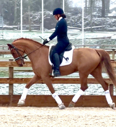 HorseID: 2310442 Jagerbomb - PhotoID: 1095097