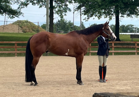 HorseID: 2310443 A Gift from the Gods - PhotoID: 1095299