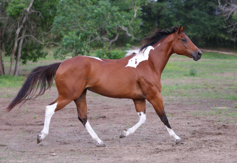 HorseID: 2310447 Rains Premenition - PhotoID: 1095104