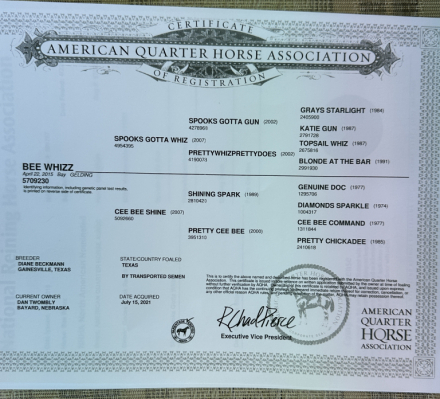 HorseID: 2310449 Bee Whiz - PhotoID: 1095106