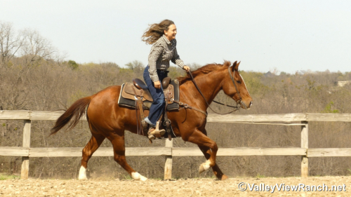 HorseID: 2310450 Sir Rey Dual - PhotoID: 1095108