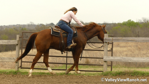 HorseID: 2310450 Sir Rey Dual - PhotoID: 1095110