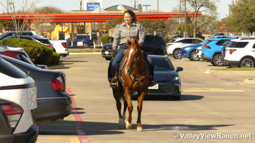 HorseID: 2310450 Sir Rey Dual - PhotoID: 1095111