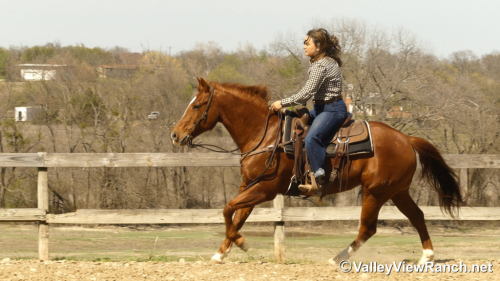 HorseID: 2310450 Sir Rey Dual - PhotoID: 1095112