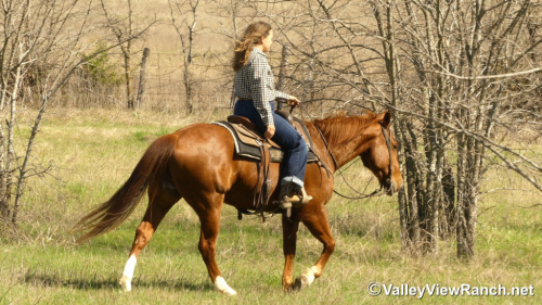 HorseID: 2310450 Sir Rey Dual - PhotoID: 1095113