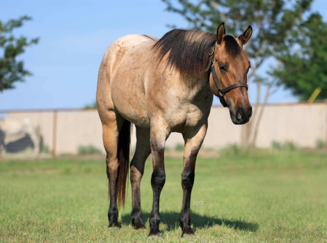 HorseID: 2310451 PF Tootsie Heir - PhotoID: 1095114