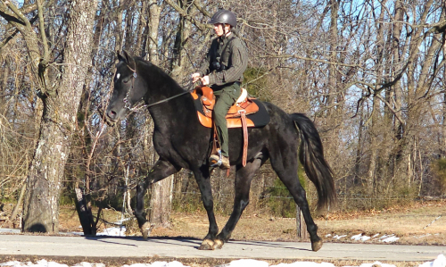 HorseID: 2310453 Perfection's Gable Grey - PhotoID: 1095115