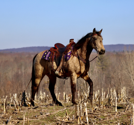 HorseID: 2310466 Goldie - PhotoID: 1095125