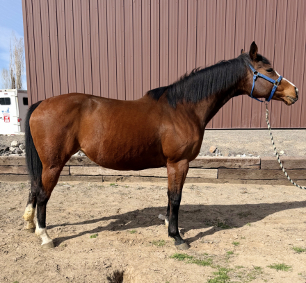 HorseID: 2310468 In Utero - PhotoID: 1095126