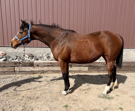 HorseID: 2310468 In Utero - PhotoID: 1095127