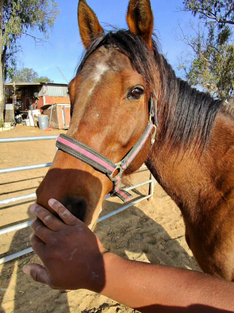 HorseID: 2310470 Remy - PhotoID: 1095129