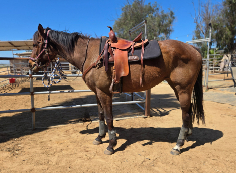 HorseID: 2310470 Remy - PhotoID: 1095129