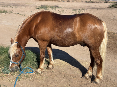 HorseID: 2310471 Nicco - PhotoID: 1095130