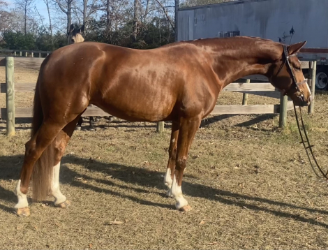 HorseID: 2310476 Austella - PhotoID: 1095131