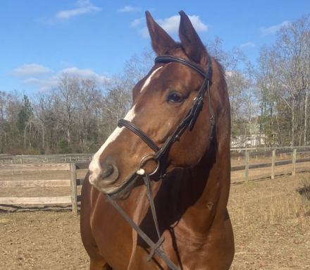 HorseID: 2310476 Austella - PhotoID: 1095133