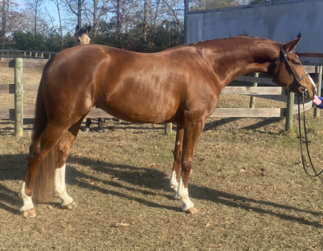 HorseID: 2310476 Austella - PhotoID: 1095134