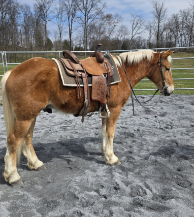 HorseID: 2310478 Terry - PhotoID: 1095136