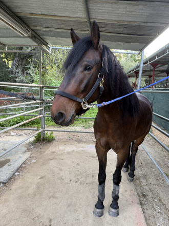 HorseID: 2310482 Houston - PhotoID: 1095519