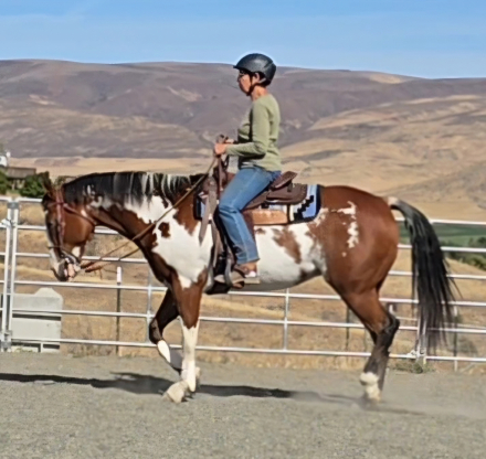 HorseID: 2310483 Little Fancy Machine - PhotoID: 1095137