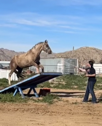 HorseID: 2310488 Golden Cowboy - PhotoID: 1095138