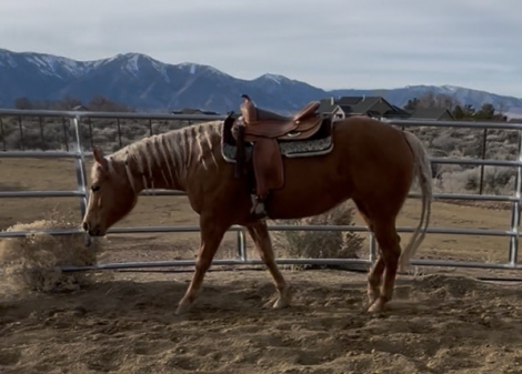 HorseID: 2310490 Maid of Sparkle - PhotoID: 1095139