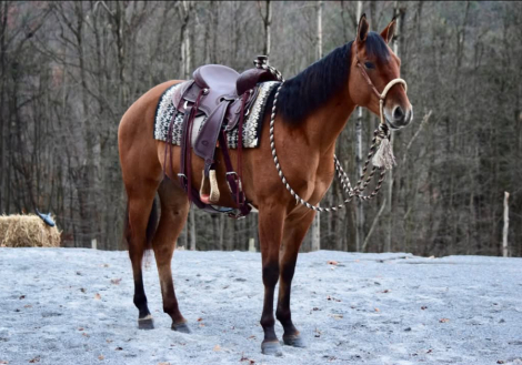 HorseID: 2310493 Cruz - PhotoID: 1095140