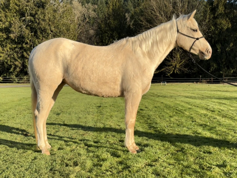 HorseID: 2310506 Sure Lee Bee Ready - PhotoID: 1095142