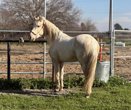 HorseID: 2310508 Hustler - PhotoID: 1095152