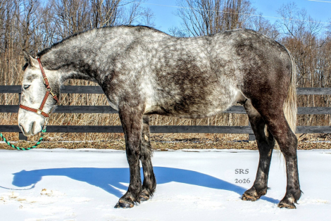 HorseID: 2310509 London Fog - PhotoID: 1095144