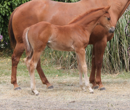 HorseID: 2310529 Freckled Sassalena - PhotoID: 1095153