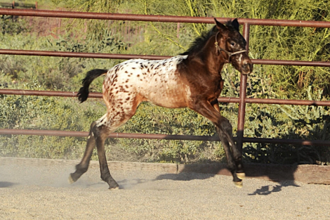 HorseID: 2310531 Capuccino - PhotoID: 1095159