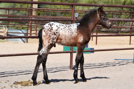 HorseID: 2310531 Capuccino - PhotoID: 1095160