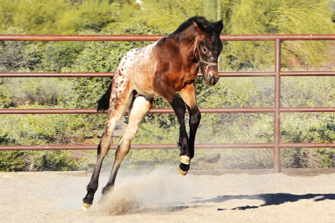HorseID: 2310531 Capuccino - PhotoID: 1095161