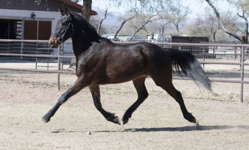 HorseID: 2310532 Teddy B - PhotoID: 1095155