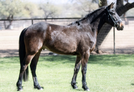 HorseID: 2310532 Teddy B - PhotoID: 1095156