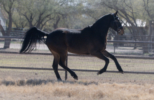 HorseID: 2310532 Teddy B - PhotoID: 1095157