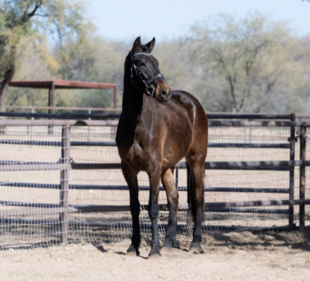 HorseID: 2310532 Teddy B - PhotoID: 1095158