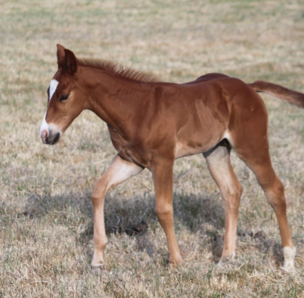 HorseID: 2310533 Classy Richalena - PhotoID: 1095163