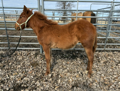 HorseID: 2310534 Poco King Tuck James - PhotoID: 1095164