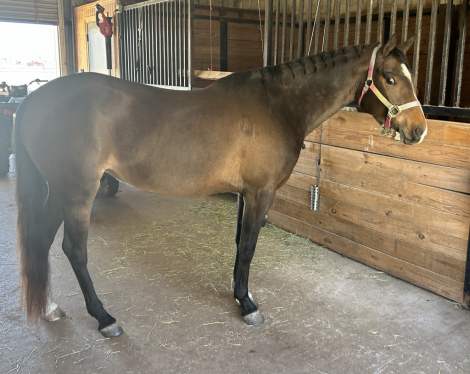 HorseID: 2310535 Perfect Princess - PhotoID: 1095165