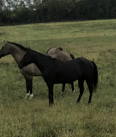 HorseID: 2310537 Tuck An Roll - PhotoID: 1095170