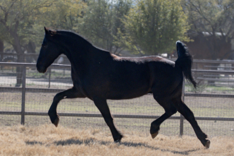 HorseID: 2310538 Stone - PhotoID: 1095166