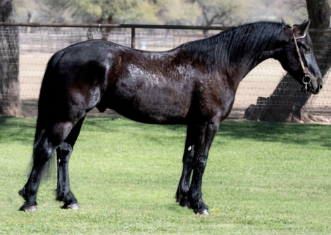 HorseID: 2310538 Stone - PhotoID: 1095167