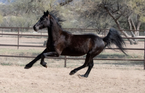 HorseID: 2310538 Stone - PhotoID: 1095168
