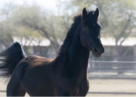 HorseID: 2310538 Stone - PhotoID: 1095169