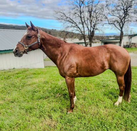 HorseID: 2310539 Barbis Smokin Gun - PhotoID: 1095171